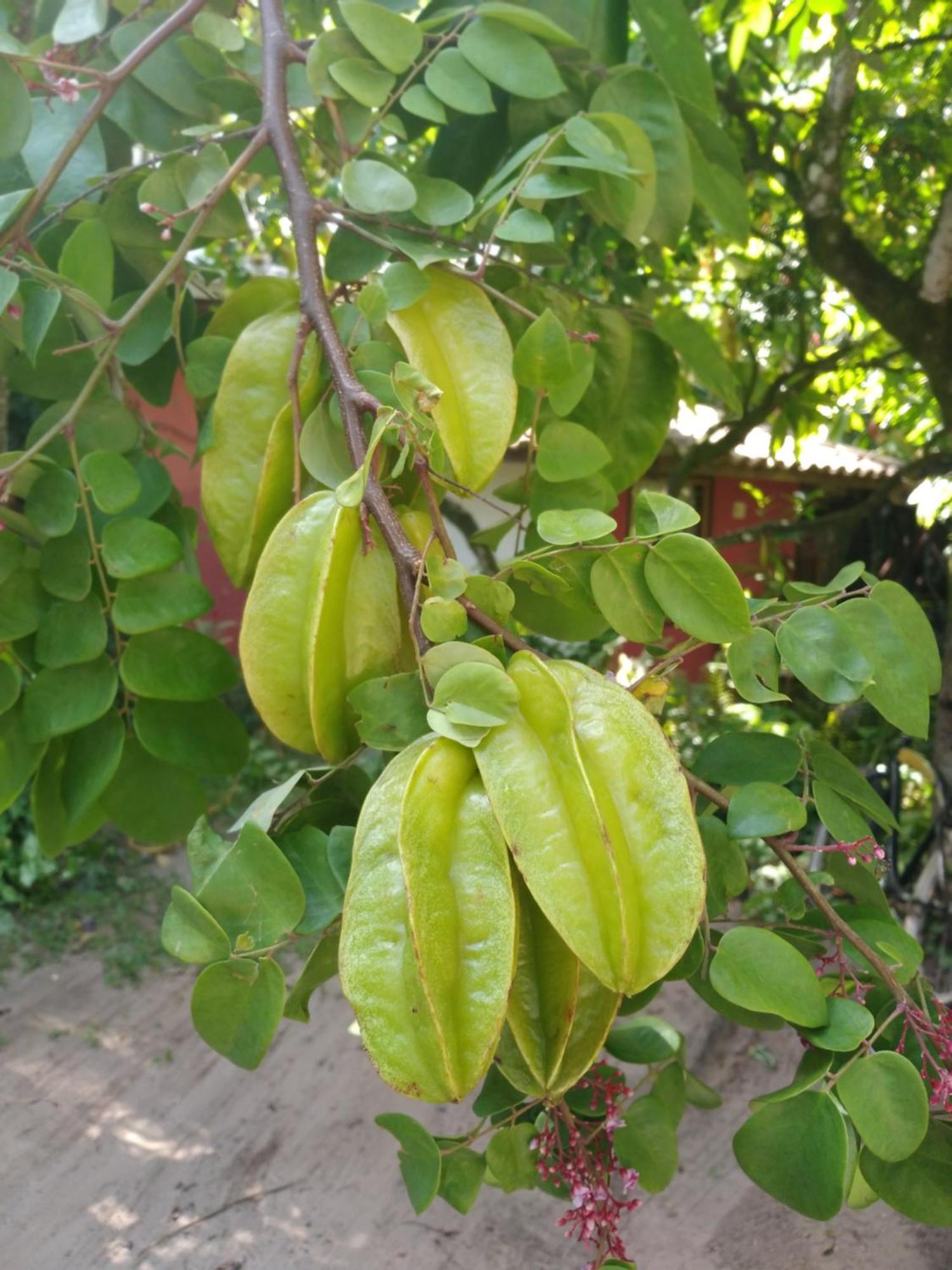 Pousada Fruta Pao Otel Barra Grande  Dış mekan fotoğraf